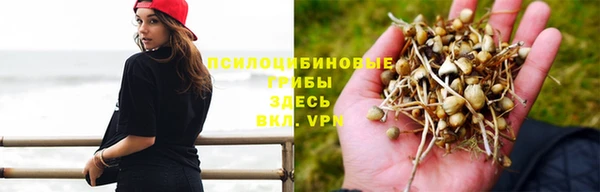 сатива Армянск